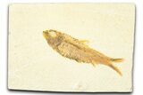 Detailed Fossil Fish (Knightia) - Wyoming #379538-1
